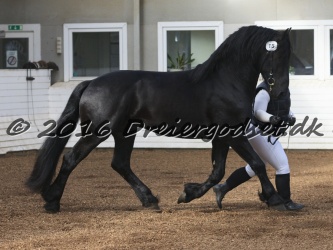 Elvis Af Jyndevad 024