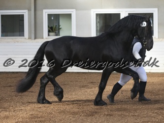 Elvis Af Jyndevad 025