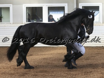 Elvis Af Jyndevad 026