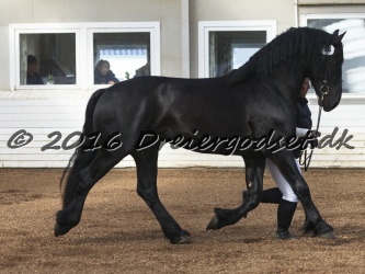 Elvis Af Jyndevad 027