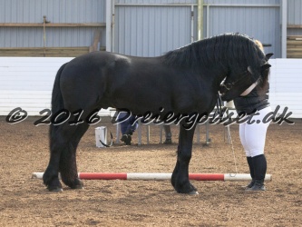 Elvis Af Jyndevad 030