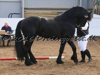 Elvis Af Jyndevad 031