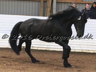 Elvis Af Jyndevad 032