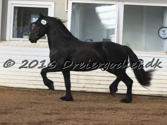 Elvis Af Jyndevad 033