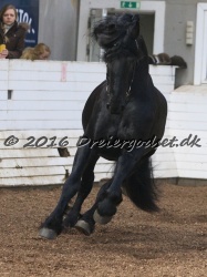 Elvis Af Jyndevad 034