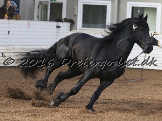 Elvis Af Jyndevad 035