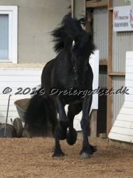 Elvis Af Jyndevad 036