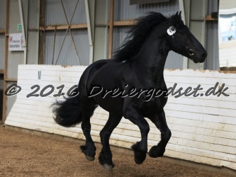 Elvis Af Jyndevad 037