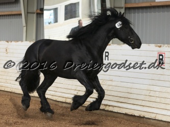 Elvis Af Jyndevad 038