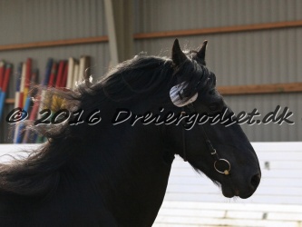 Elvis Af Jyndevad 039