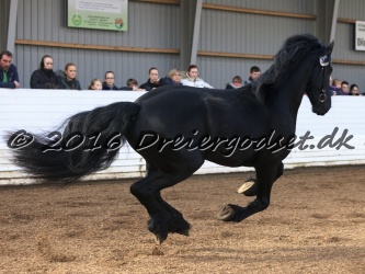 Elvis Af Jyndevad 040