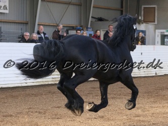 Elvis Af Jyndevad 041