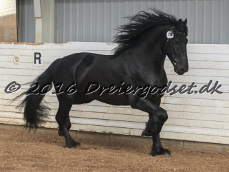 Elvis Af Jyndevad 042