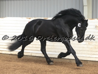 Elvis Af Jyndevad 043