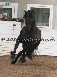 Elvis Af Jyndevad 044