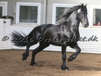 Elvis Af Jyndevad 045