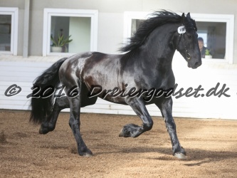 Elvis Af Jyndevad 046