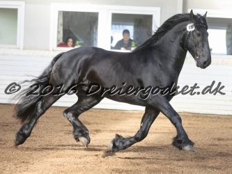 Elvis Af Jyndevad 047