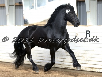 Elvis Af Jyndevad 048