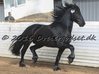 Elvis Af Jyndevad 049