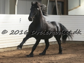 Elvis Af Jyndevad 050