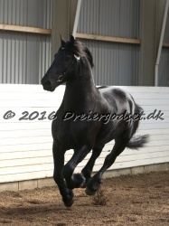 Elvis Af Jyndevad 051