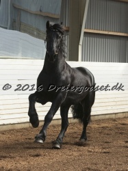 Elvis Af Jyndevad 052