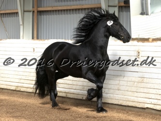 Elvis Af Jyndevad 053