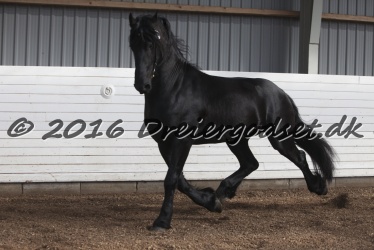 Elvis Af Jyndevad 054