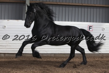 Elvis Af Jyndevad 055