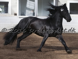 Elvis Af Jyndevad 056