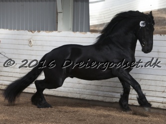 Elvis Af Jyndevad 057