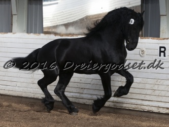 Elvis Af Jyndevad 058