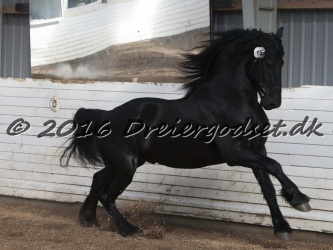 Elvis Af Jyndevad 059