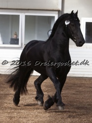 Elvis Af Jyndevad 060