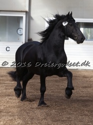 Elvis Af Jyndevad 061