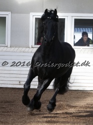 Elvis Af Jyndevad 062