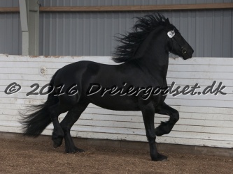 Elvis Af Jyndevad 063