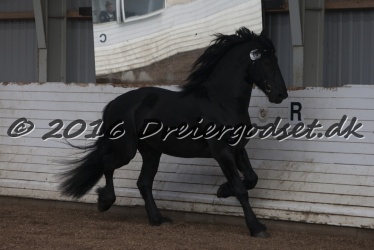 Elvis Af Jyndevad 064