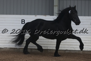 Elvis Af Jyndevad 065