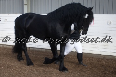 Elvis Af Jyndevad 066