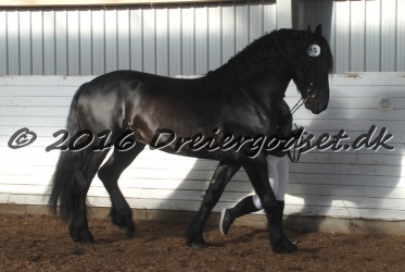 Elvis Af Jyndevad 071