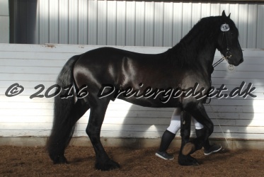 Elvis Af Jyndevad 072