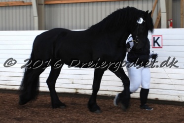 Elvis Af Jyndevad 073