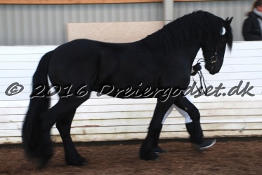 Elvis Af Jyndevad 074