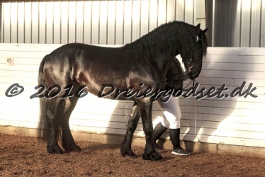 Elvis Af Jyndevad 075