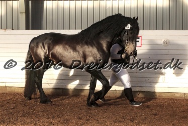 Elvis Af Jyndevad 076