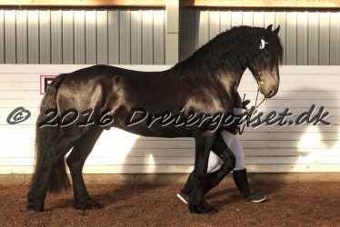 Elvis Af Jyndevad 077