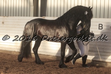 Elvis Af Jyndevad 078