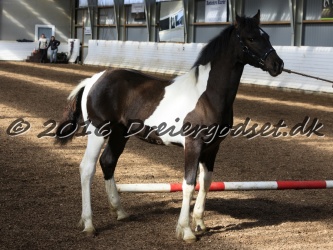 Alfredo von Diego 005